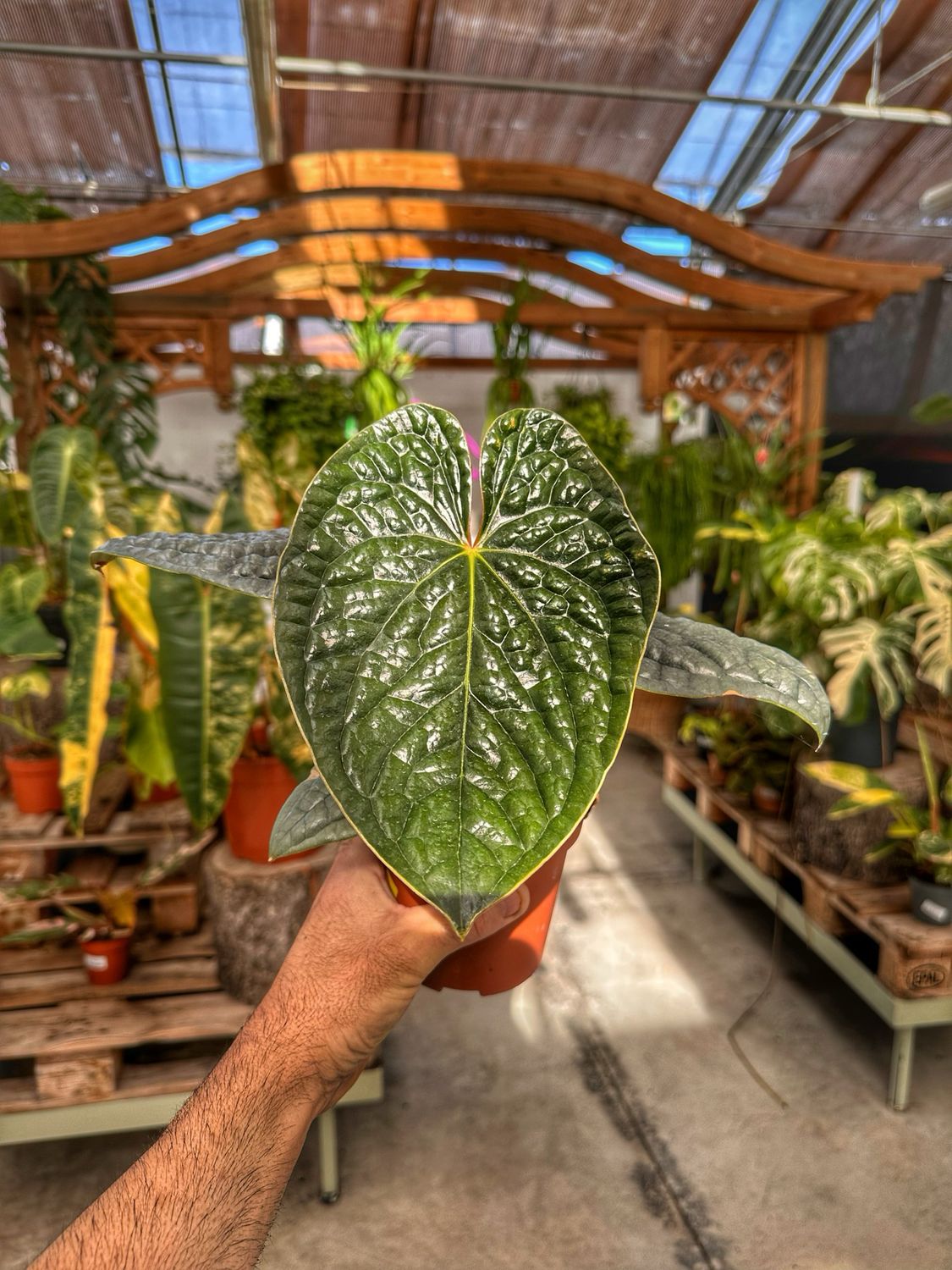 Anthurium luxurians silver M vaso cm 12
