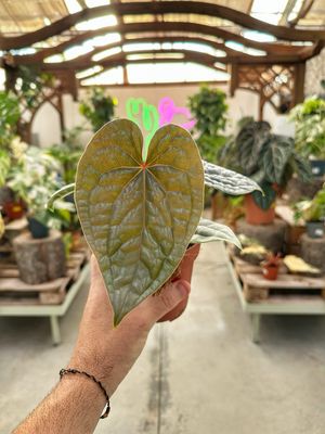 Anthurium luxurians silver M vaso cm 12