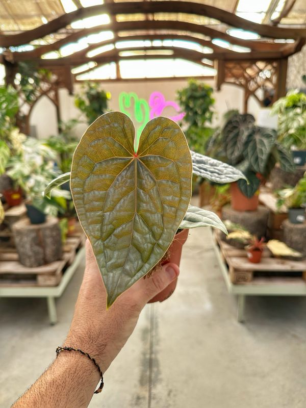 Anthurium luxurians silver M vaso cm 12