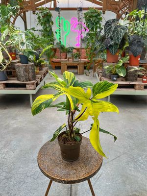 Philodendron Florida beauty vaso cm 17
