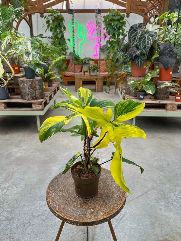 Philodendron Florida beauty vaso cm 17