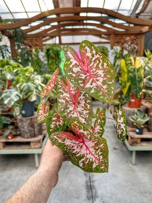 Caladium carolyn whorton vaso cm 12