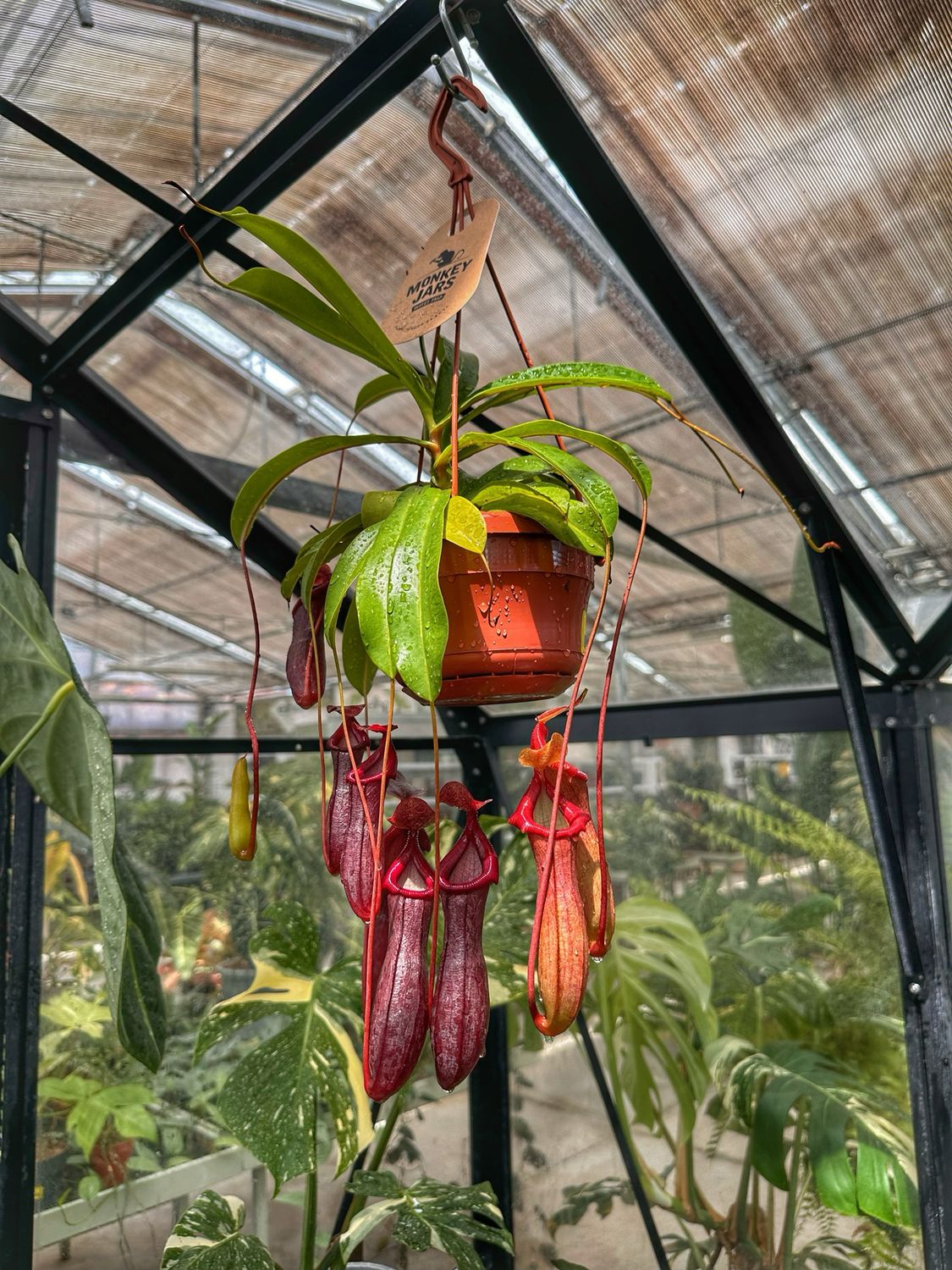 Nepenthes alata vaso cm 14