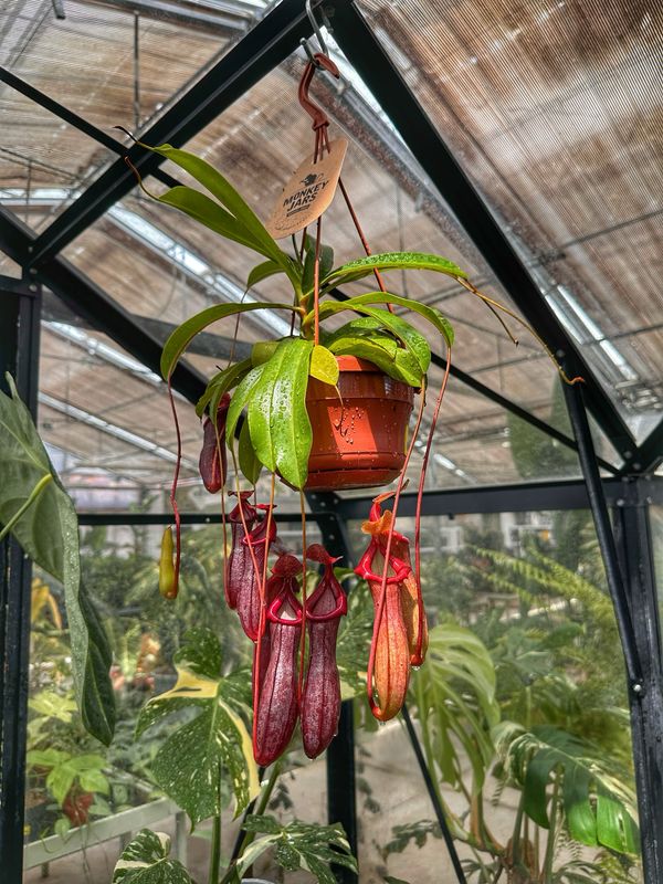 Nepenthes alata vaso cm 14