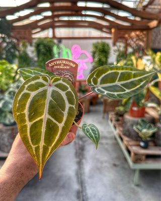 Anthurium Michelle docblock vaso cm 9