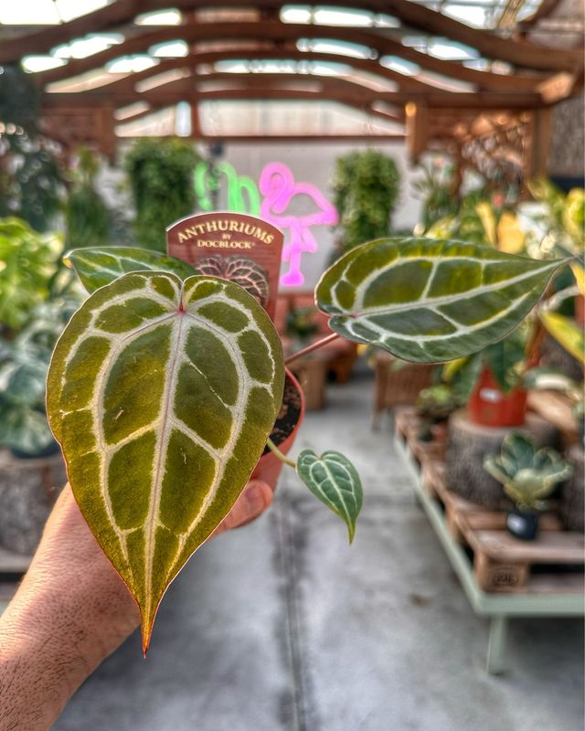 Anthurium Michelle docblock vaso cm 9