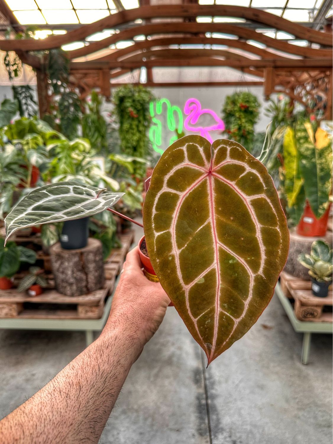 Anthurium Michelle docblock vaso cm 9