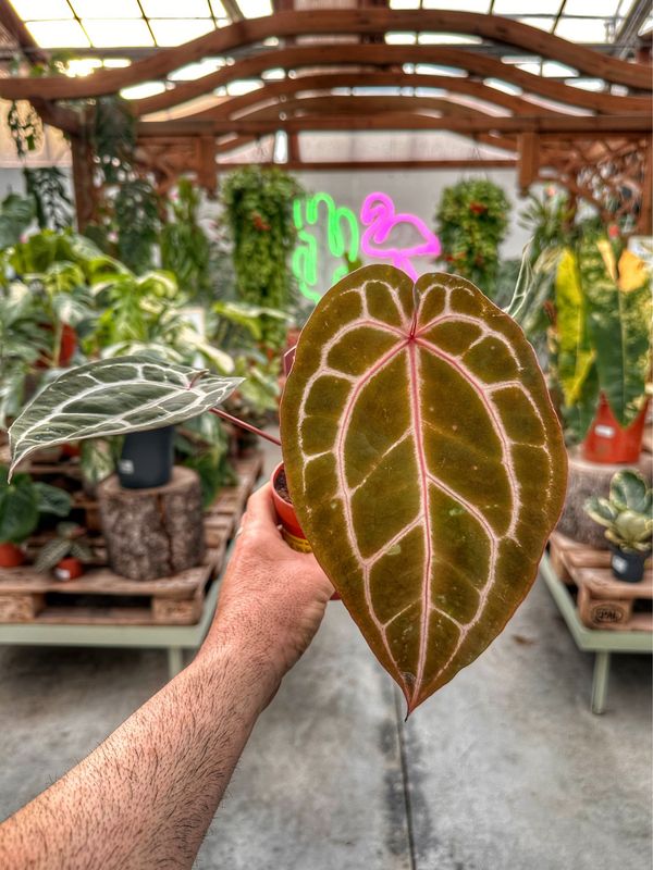 Anthurium Michelle docblock vaso cm 9