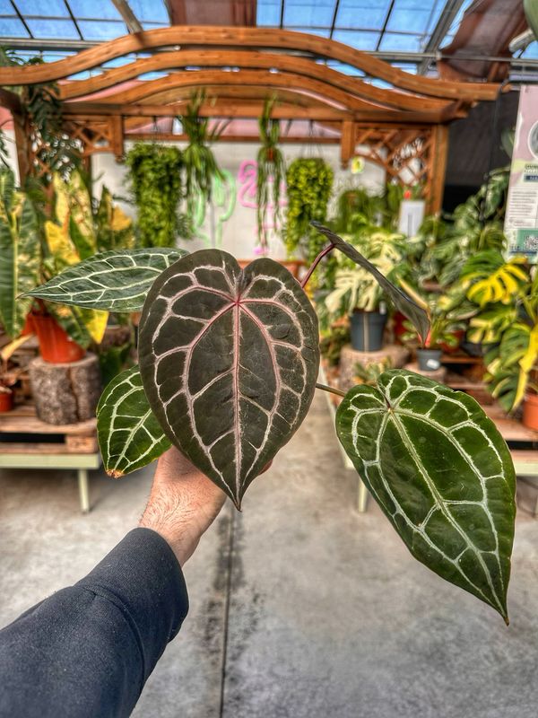 Anthurium Michelle docblock vaso cm 9