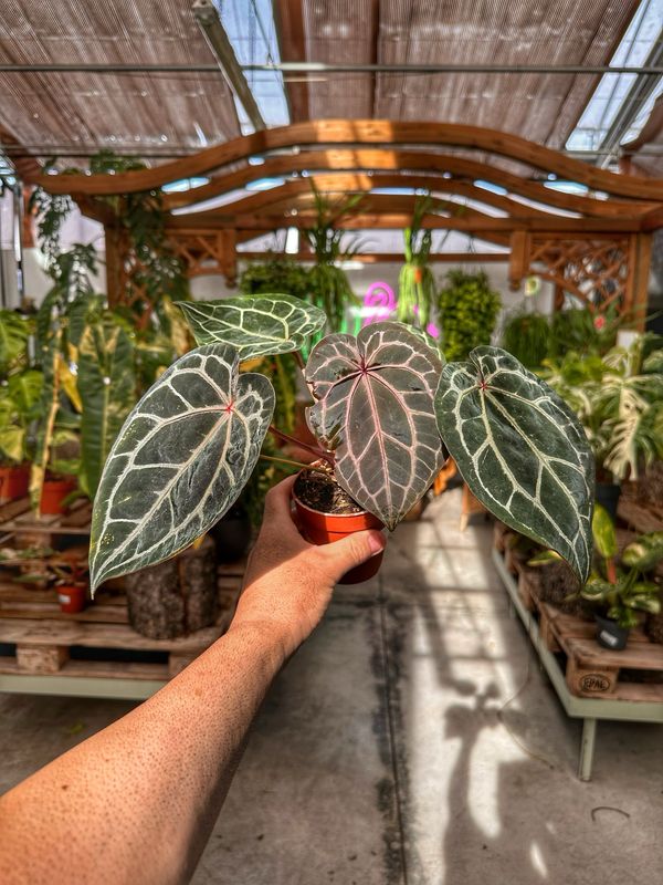 Anthurium Michelle docblock vaso cm 9