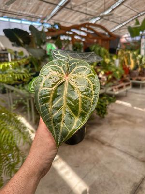 Anthurium Michelle docblock vaso cm 13