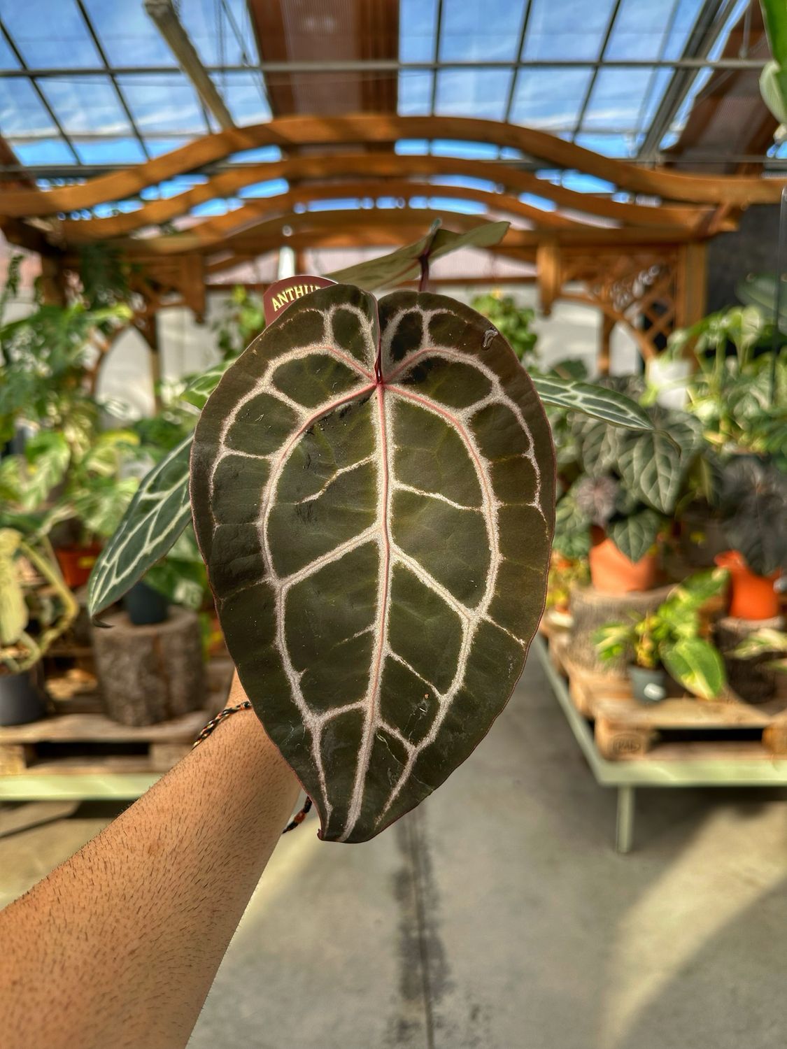 Anthurium Michelle docblock vaso cm 12
