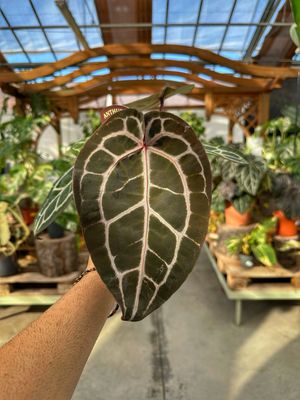Anthurium Michelle docblock vaso cm 12