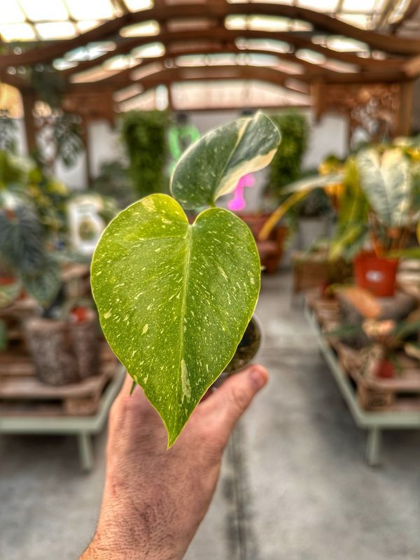 Monstera thai constellation vaso cm 6