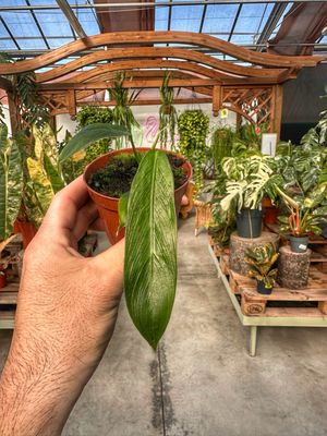 Philodendron PATRICIAE vaso cm 8