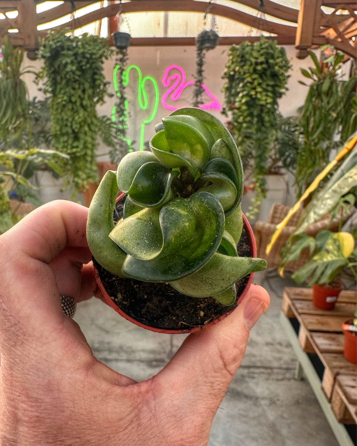 Hoya compacta mauna loa vaso cm 6