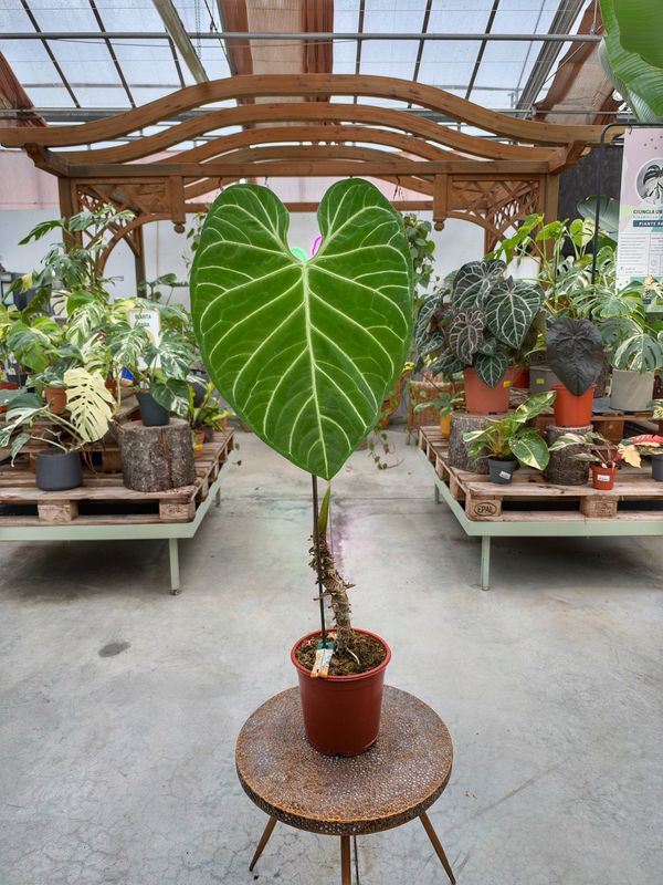 Anthurium regale XXL vaso cm 21