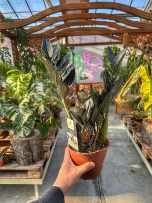 Zamioculcas Raven vaso cm 14