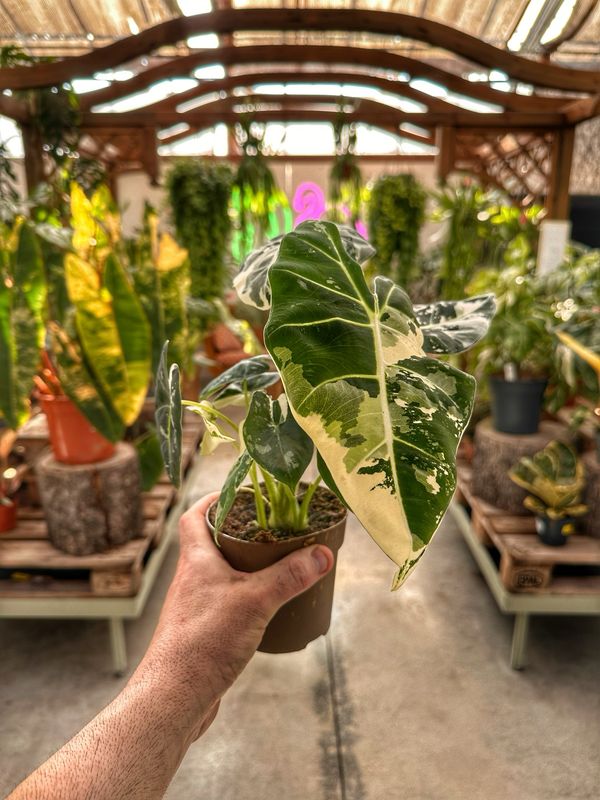 Alocasia Frydek extra variegata vaso cm 11