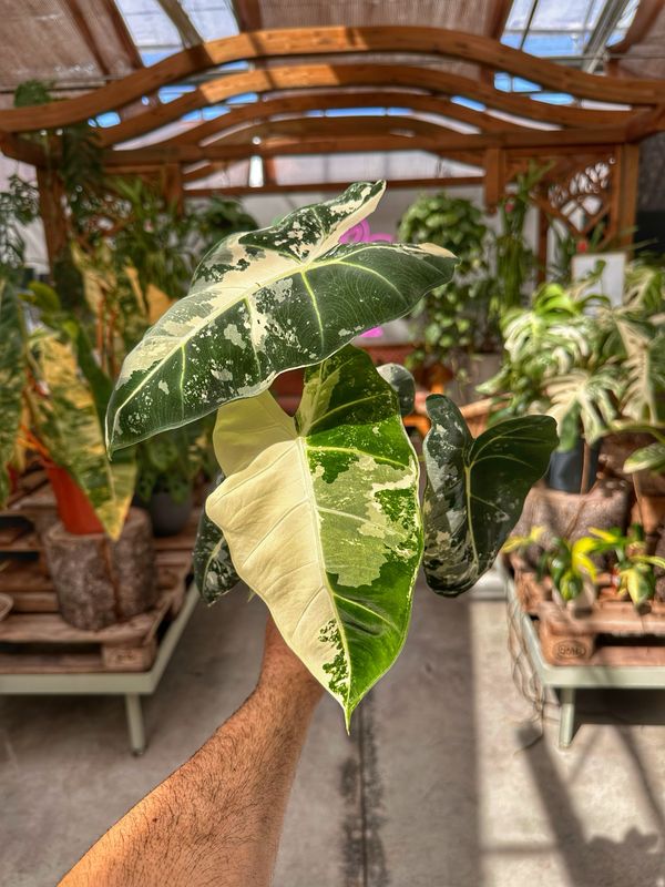 Alocasia Frydek extra variegata vaso cm 11