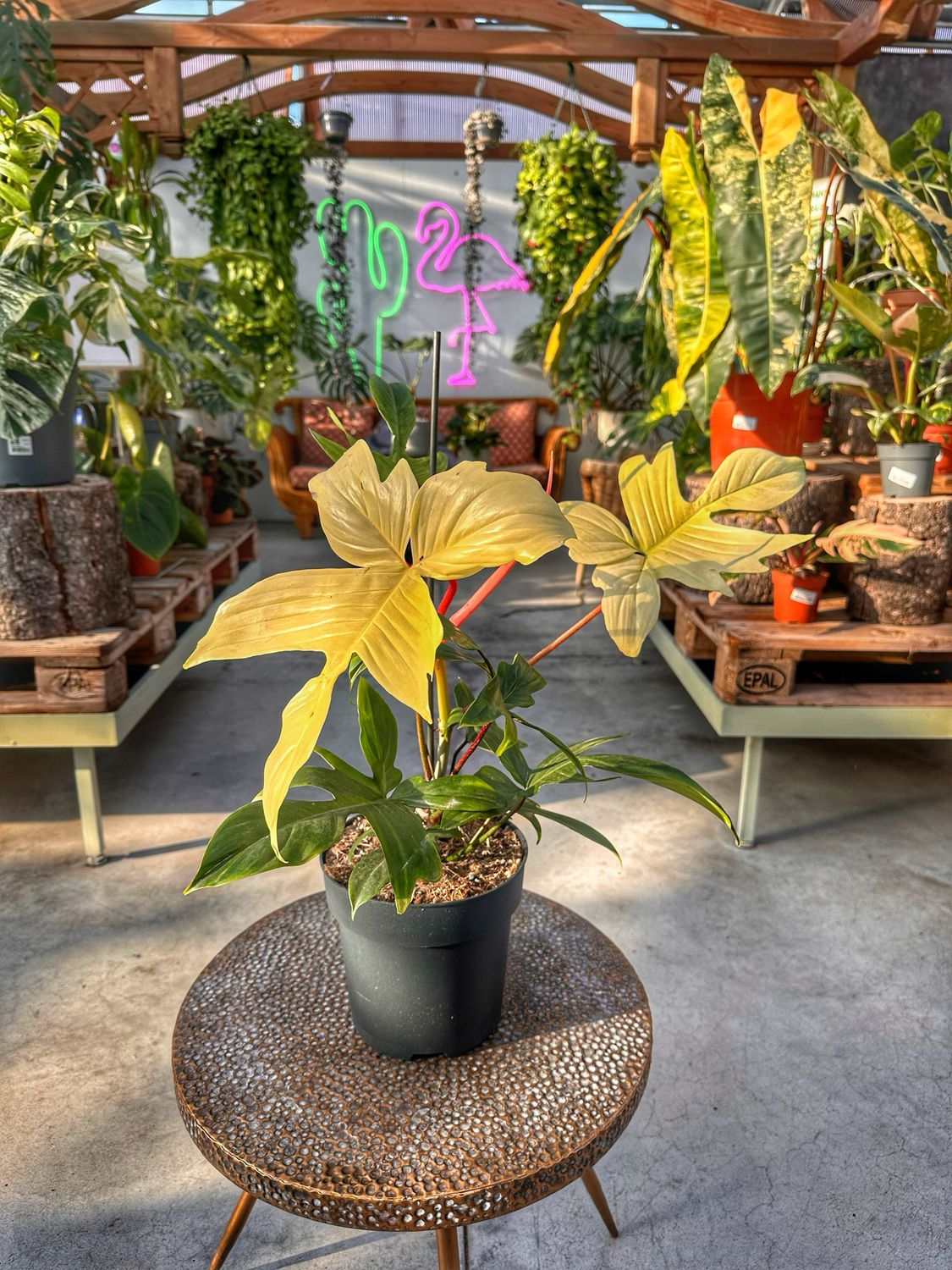 Philodendron Florida ghost vaso cm 19