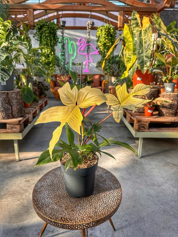 Philodendron Florida ghost vaso cm 19