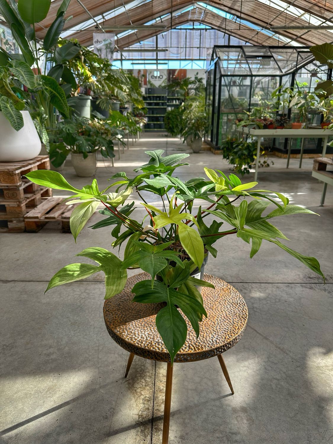Philodendron Florida ghost vaso cm 19