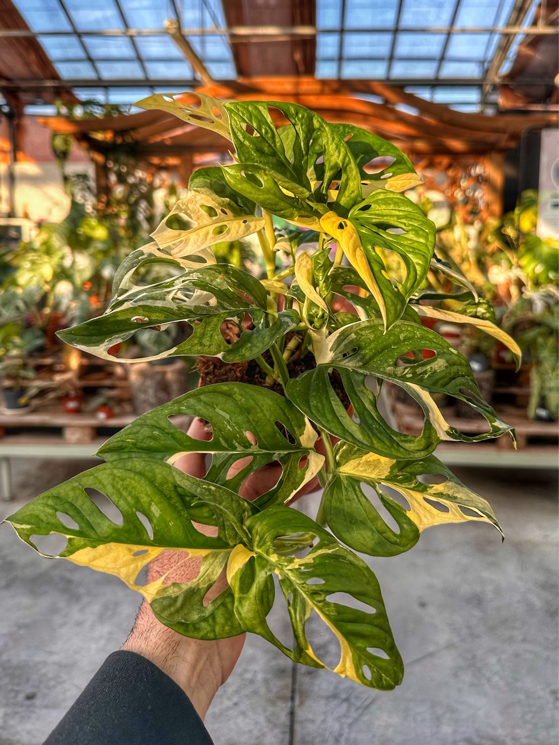 Monstera adansonii albovariegata vaso cm 11