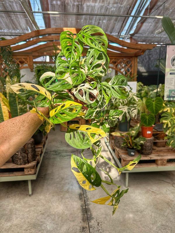 Monstera adansonii albovariegata vaso cm 11
