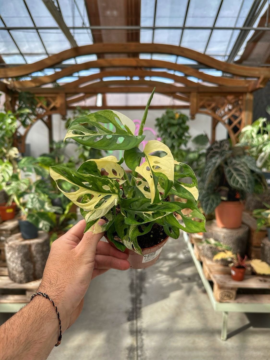 Monstera adansonii albovariegata vaso cm 12