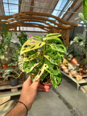 Monstera adansonii albovariegata vaso cm 12