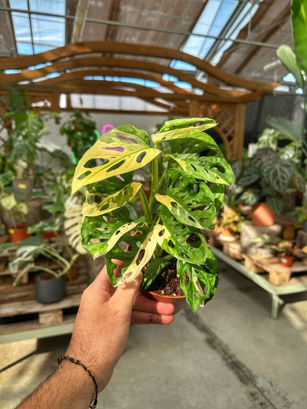 Monstera adansonii albovariegata vaso cm 12