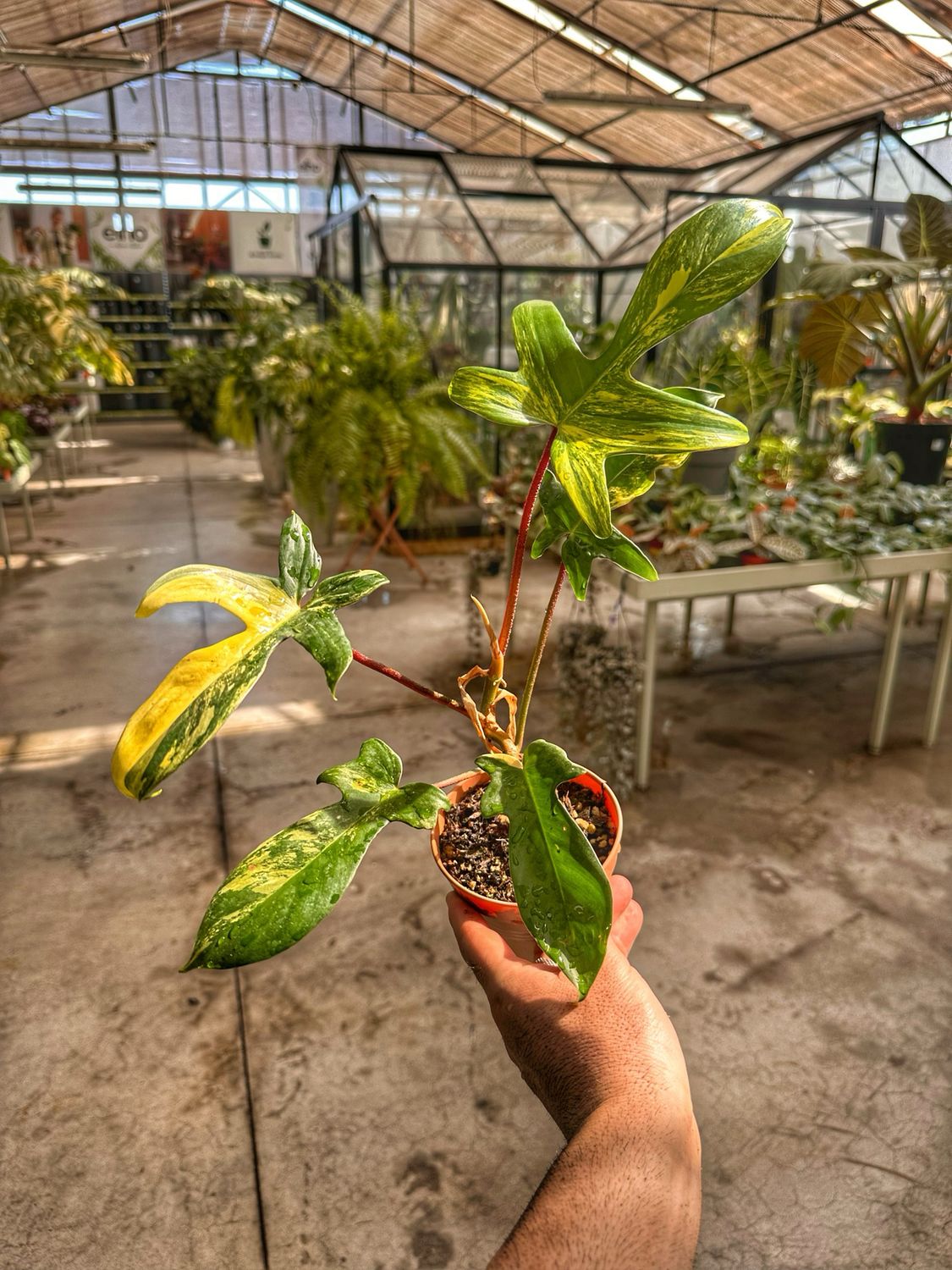 Philodendron Florida beauty vaso cm 11
