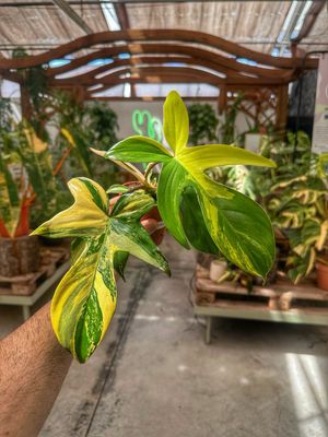 Philodendron Florida beauty vaso cm 11
