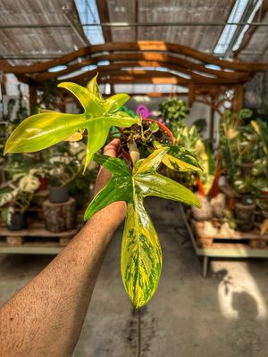 Philodendron Florida beauty vaso cm 9