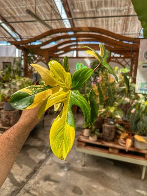 Philodendron Florida beauty vaso cm 9