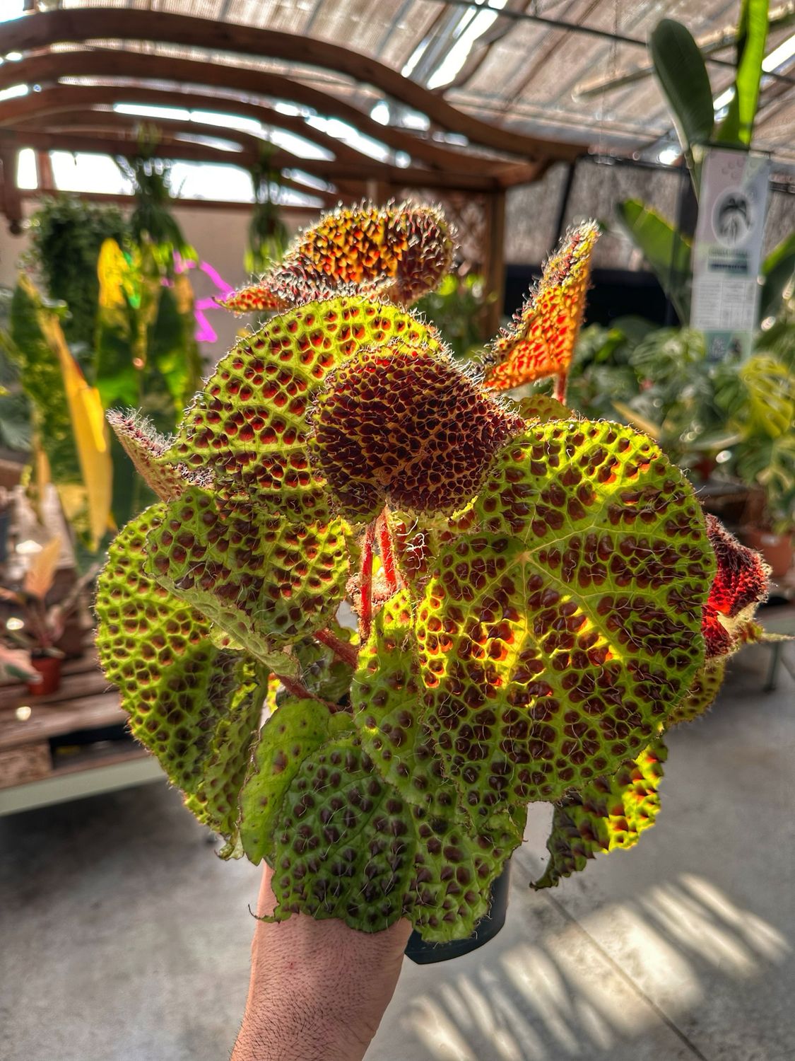 Begonia melanobullata vaso cm 14