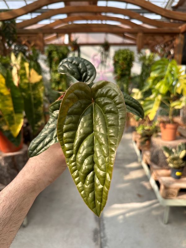 Anthurium luxurians x radicans vaso cm 12