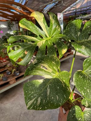 Monstera Thai constellation Large vaso cm 17