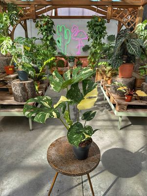 Monstera Thai constellation Large vaso cm 17