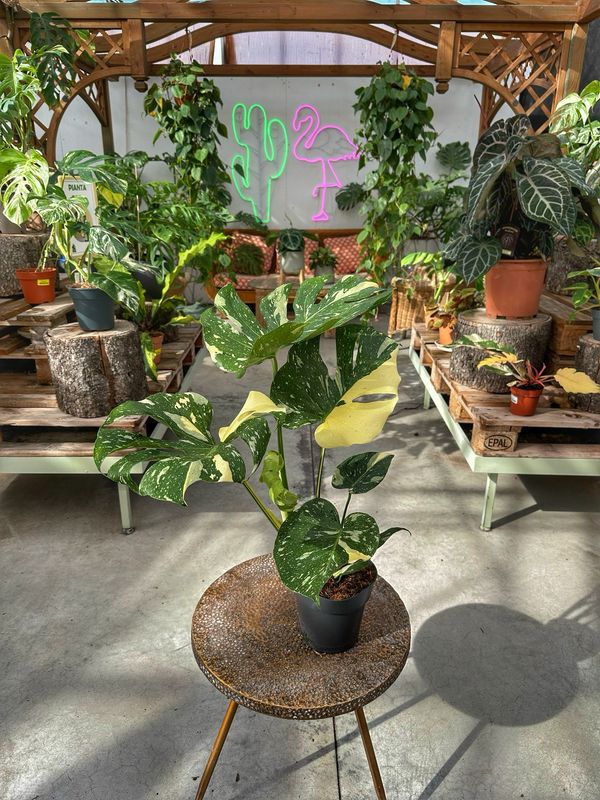 Monstera Thai constellation Large vaso cm 17
