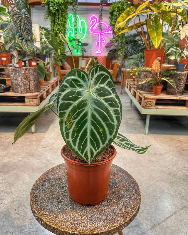 Anthurium silver blush XL vaso cm 21