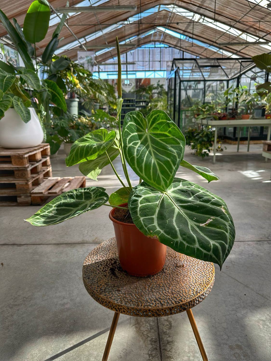 Anthurium silver blush XL vaso cm 21