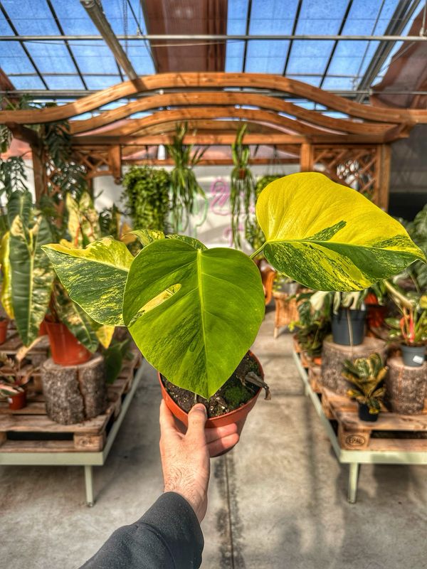 Monstera aurea vaso cm 17