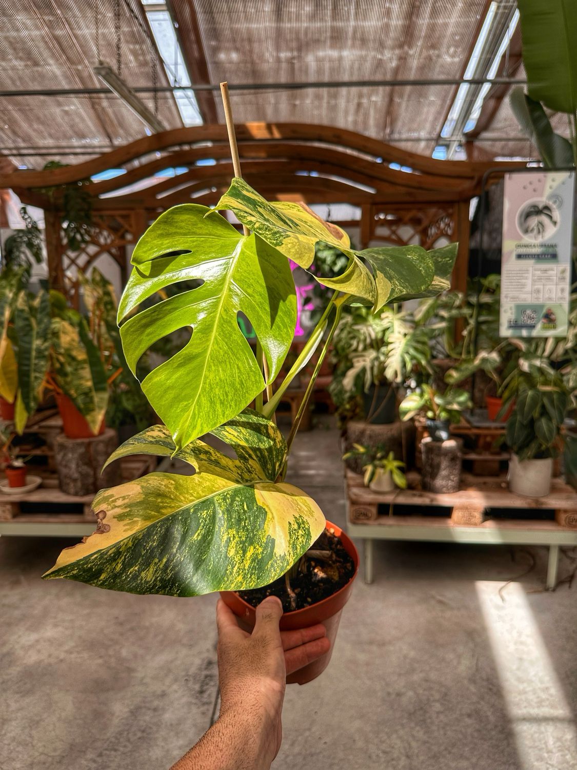 Monstera aurea vaso cm 17