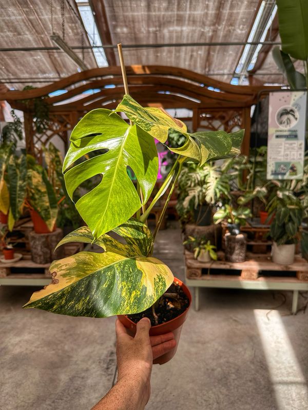 Monstera aurea vaso cm 17