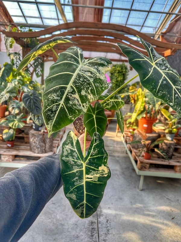 Alocasia frydek variegata XXL vaso cm 17