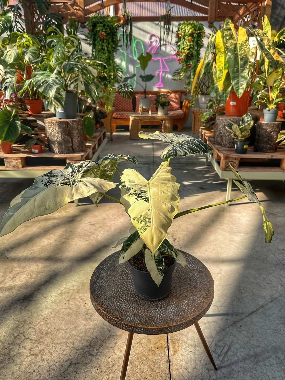 Alocasia frydek variegata XXL vaso cm 17
