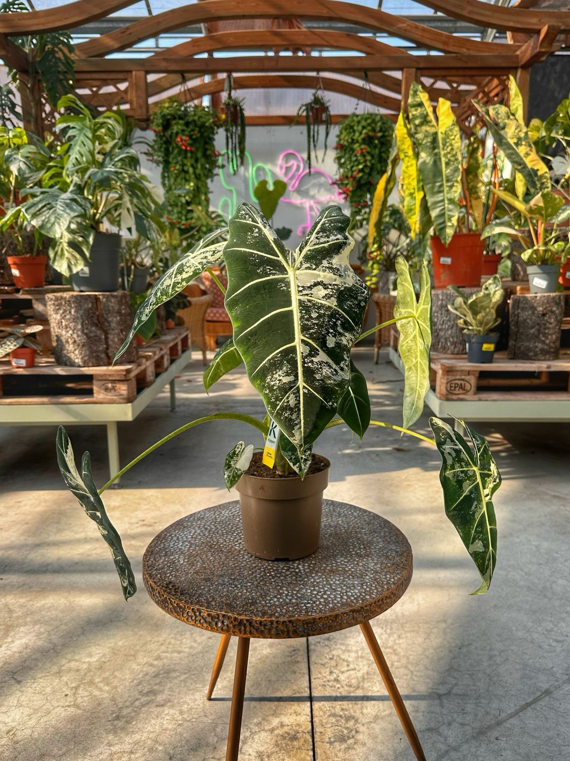 Alocasia frydek variegata XXL vaso cm 17