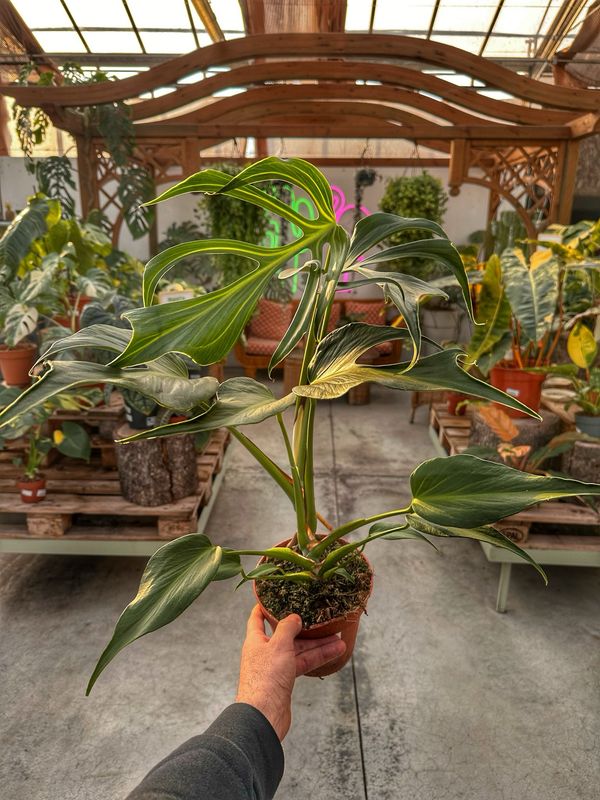 Monstera burle Marx flame L vaso cm 15